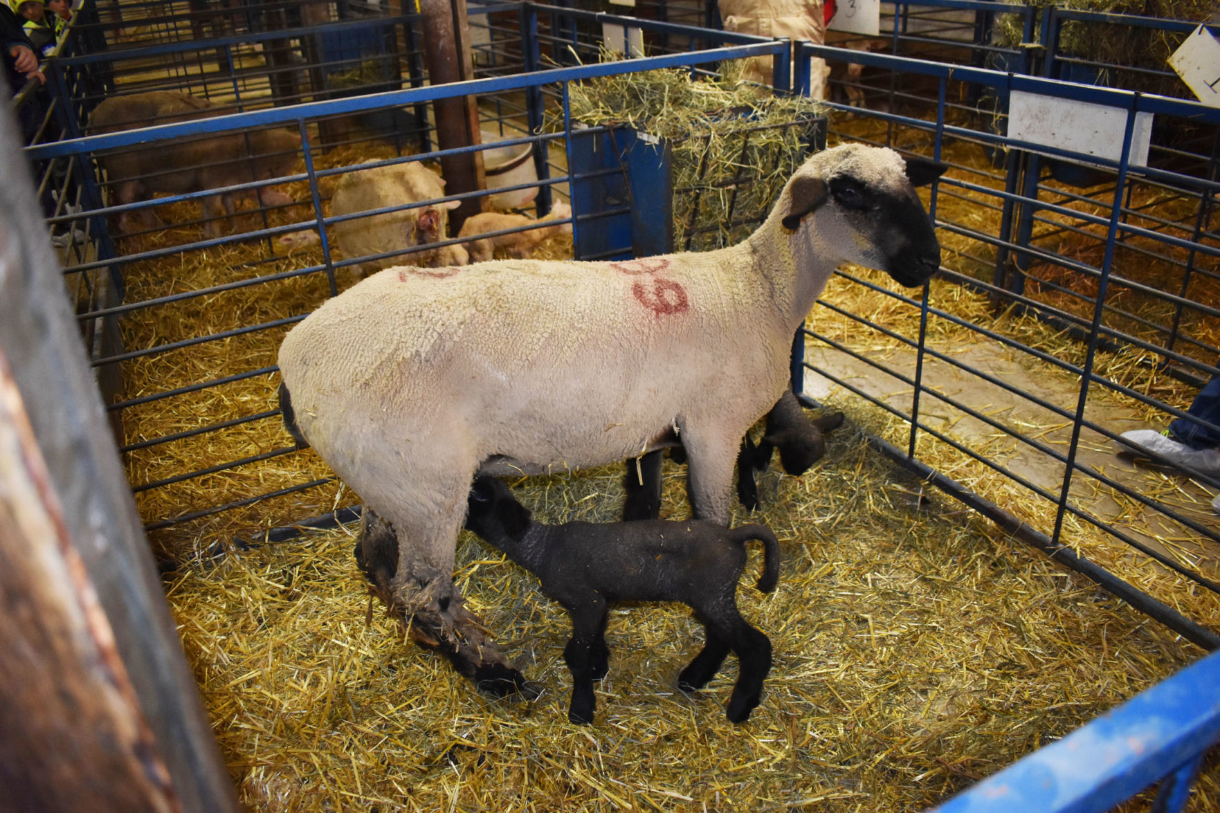 Newborn lamb and mother